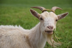 https://c.pxhere.com/photos/0c/0c/goat_animal_livestock_eating_grass_pasture-621257.jpg!d